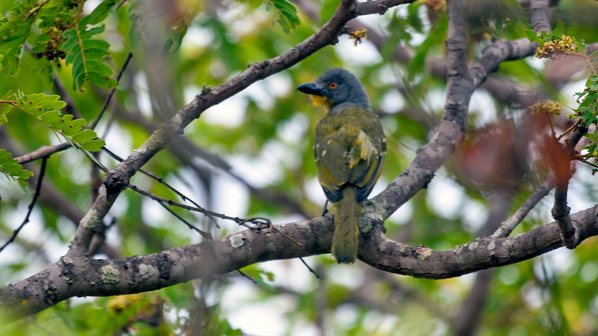 Grey-headed Bushshrike [Malaconotus blanchoti interpositus]