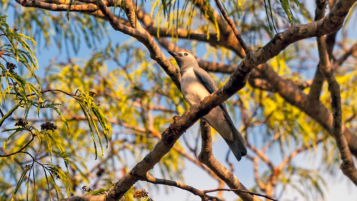 White-breasted Cuckooshrike [Ceblepyris pectoralis]