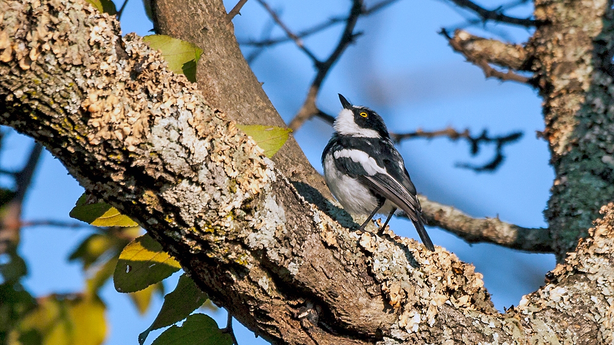 Chinspot Batis [Batis molitor palliditergum]
