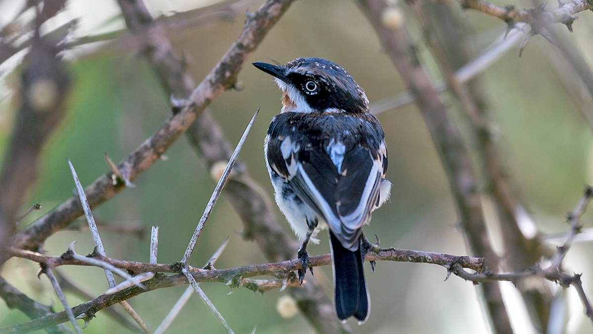 Chinspot Batis [Batis molitor palliditergum]