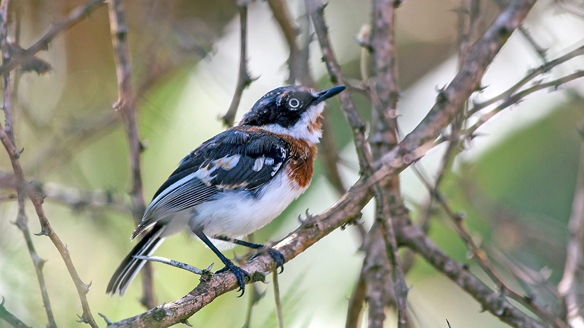 Chinspot Batis [Batis molitor palliditergum]