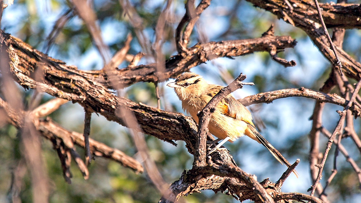Brown-crowned Tchagra [Tchagra australis damarensis]