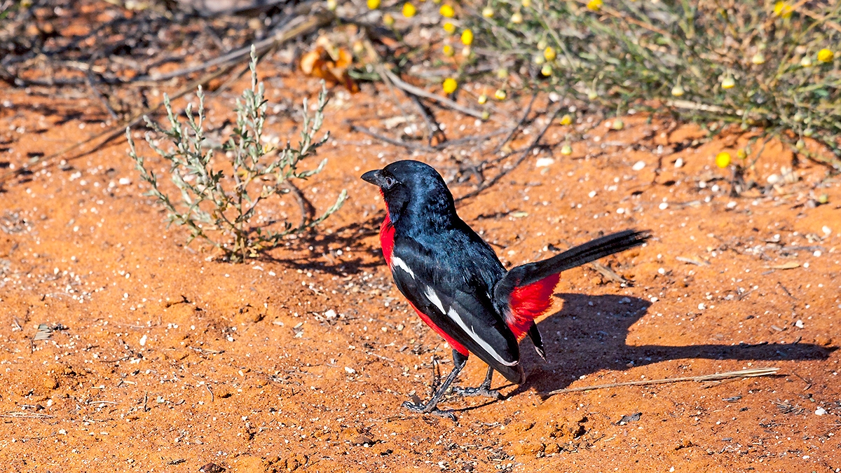 Crimson-breasted Shrike [Laniarius atrococcineus]