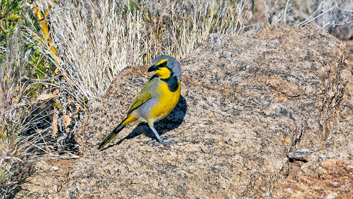 Bokmakierie [Telophorus zeylonus thermophilus]