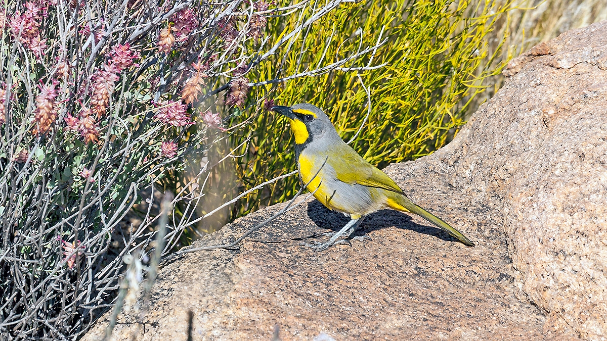 Bokmakierie [Telophorus zeylonus thermophilus]