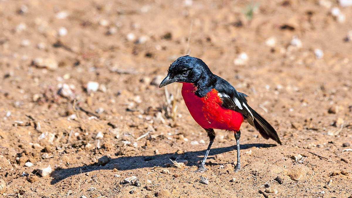 Crimson-breasted Shrike [Laniarius atrococcineus]