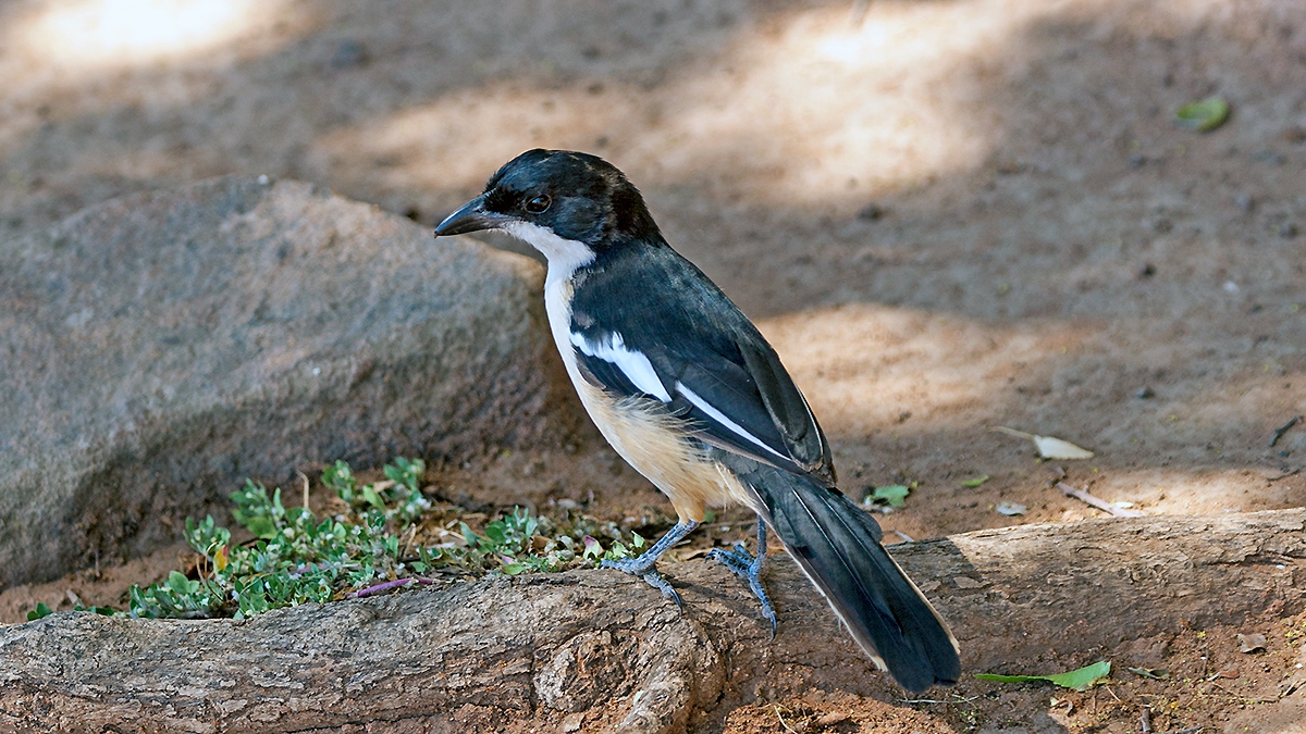 Southern Boubou [Laniarius ferrugineus transvaalensis]
