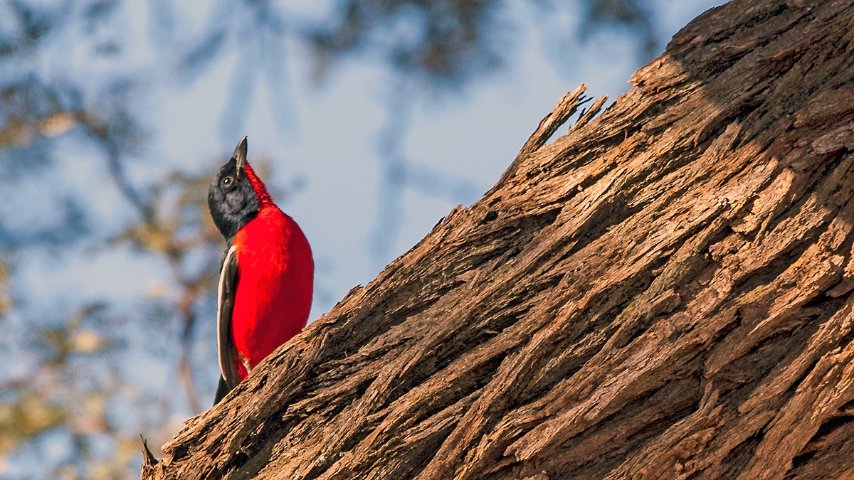 Crimson-breasted Shrike [Laniarius atrococcineus]