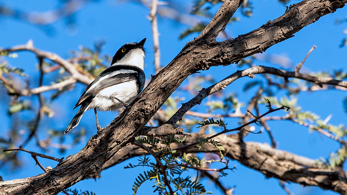 Pririt Batis [Batis pririt affinis]