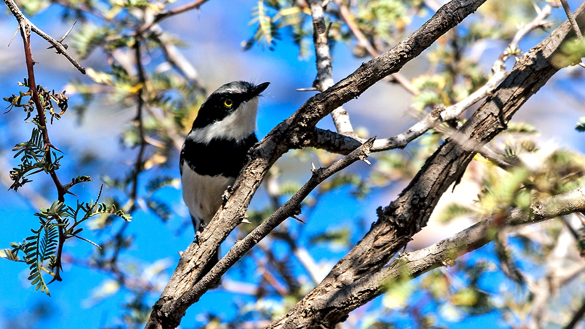 Pririt Batis [Batis pririt affinis]