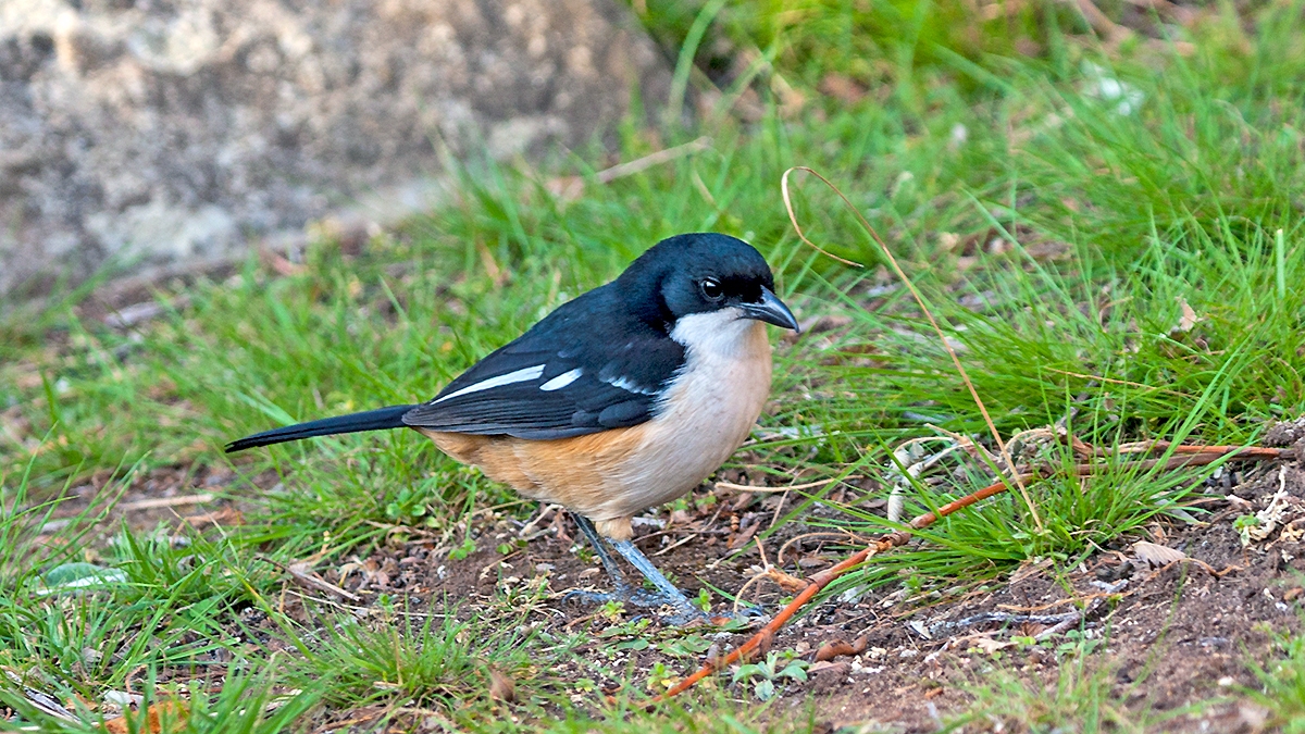 Southern Boubou [Laniarius ferrugineus natalensis]