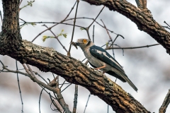 White-crested Helmetshrike [Prionops plumatus poliocephalus]