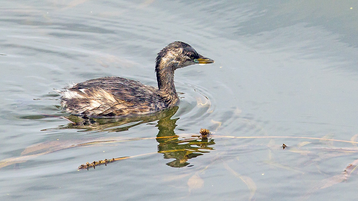 Little Grebe [Tachybaptus ruficollis capensis]