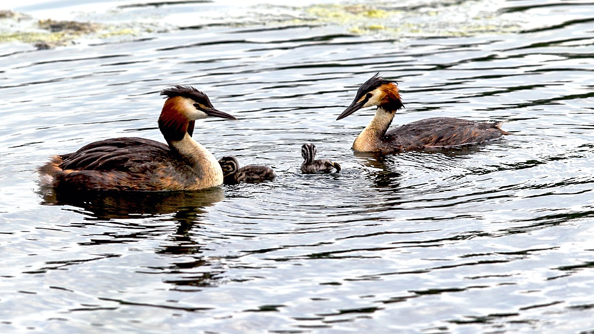 Great Crested Grebe [Podiceps cristatus cristatus]