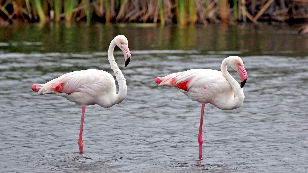 Greater Flamingo [Phoenicopterus roseus]