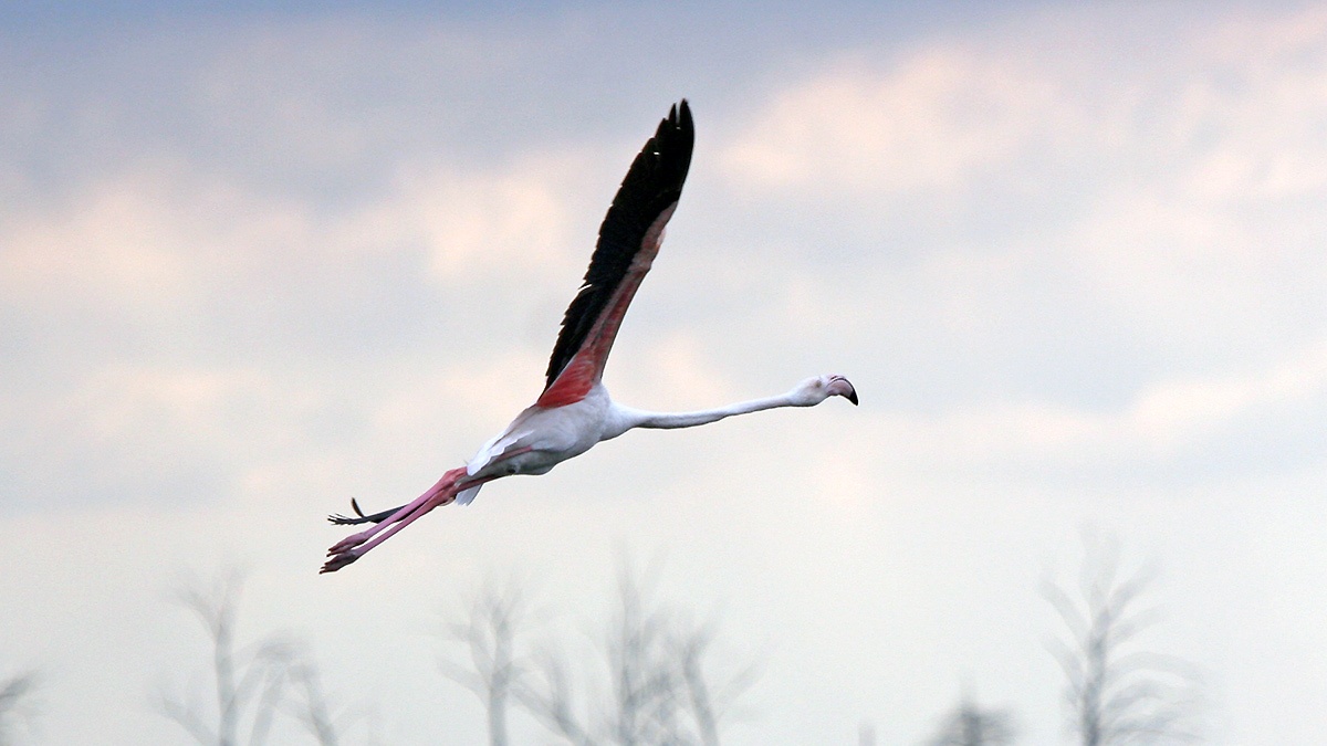 Greater Flamingo [Phoenicopterus roseus]