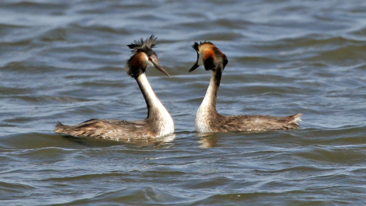 Great Crested Grebe [Podiceps cristatus infuscatus]