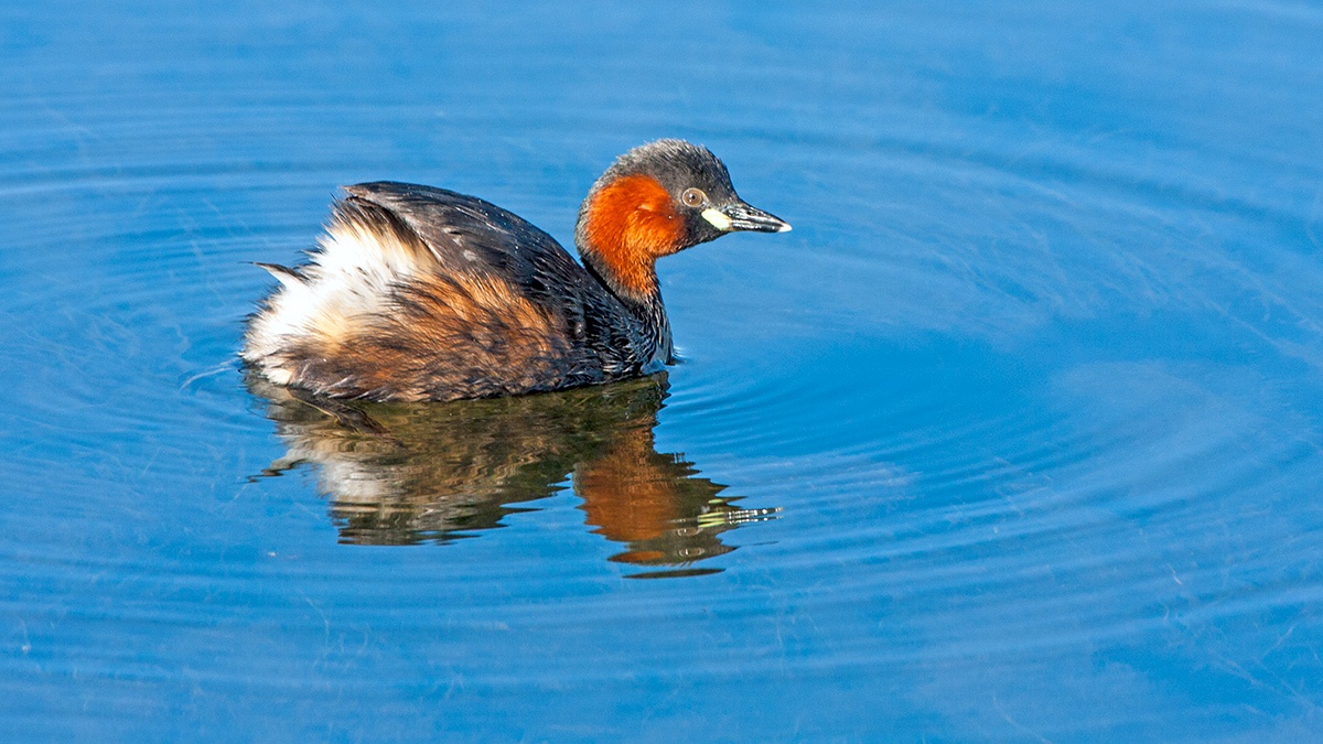 Little Grebe [Tachybaptus ruficollis capensis]