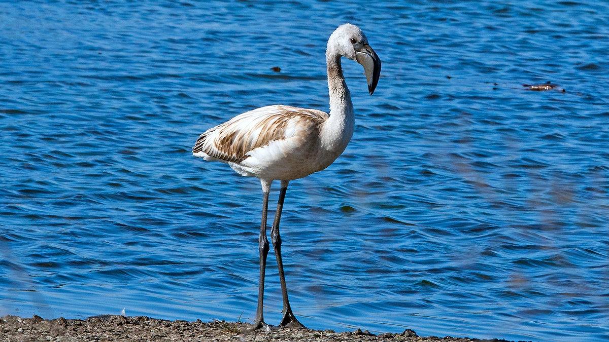 Lesser Flamingo [Phoeniconaias minor]
