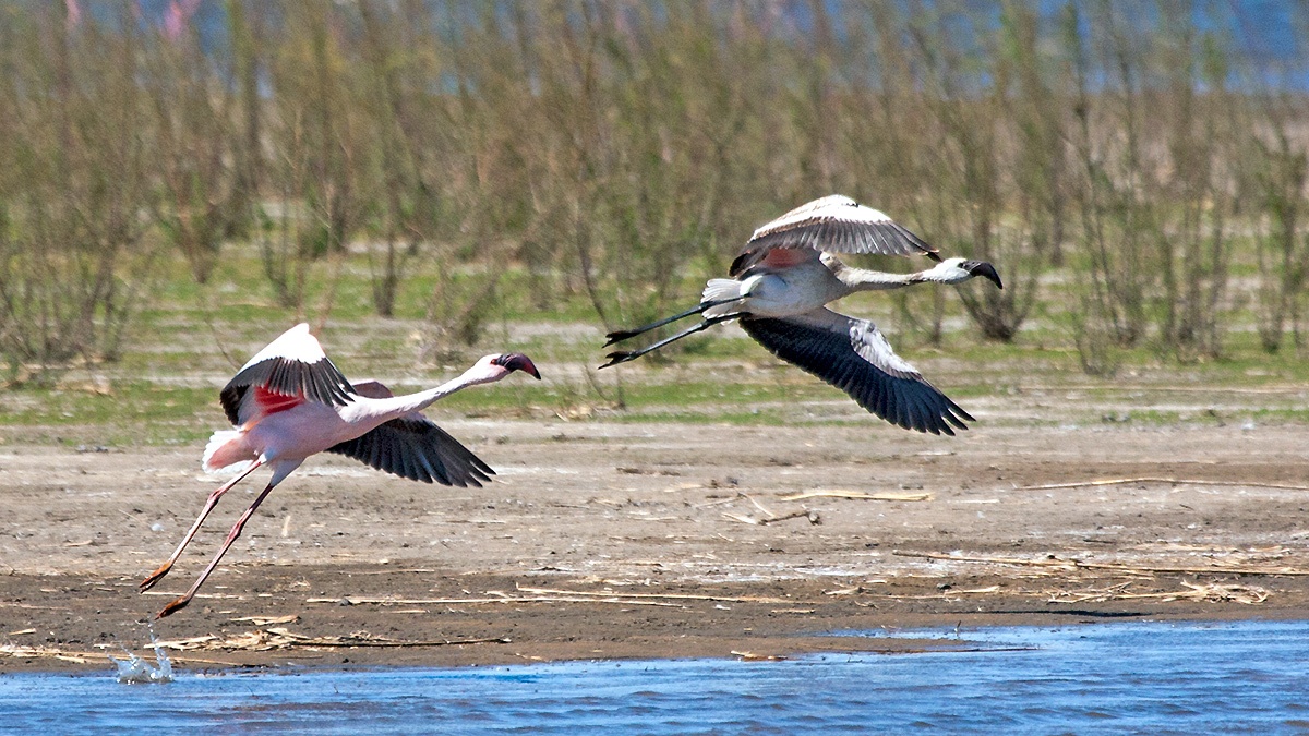 Lesser Flamingo [Phoeniconaias minor]