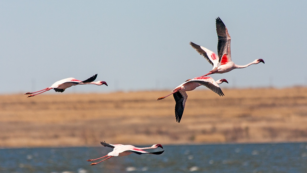 Lesser Flamingo [Phoeniconaias minor]