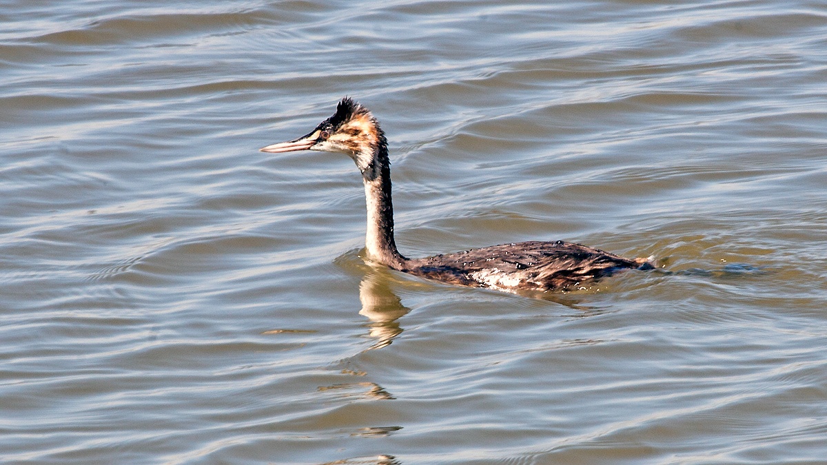 Great Crested Grebe [Podiceps cristatus infuscatus]