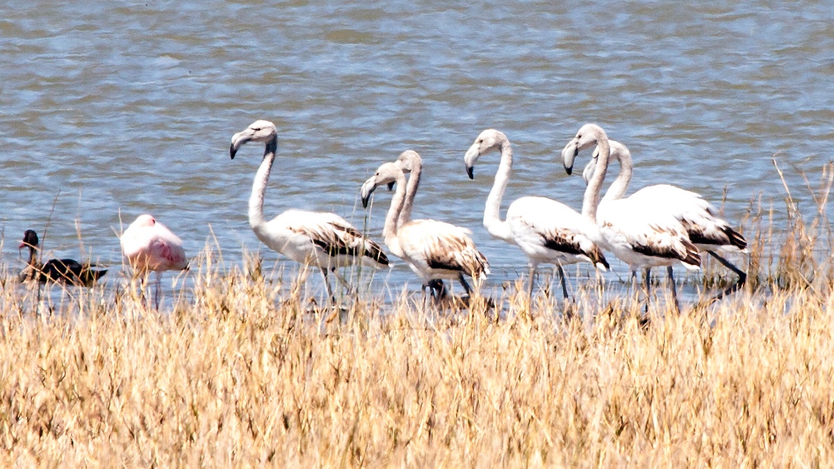 Greater Flamingo [Phoenicopterus roseus]