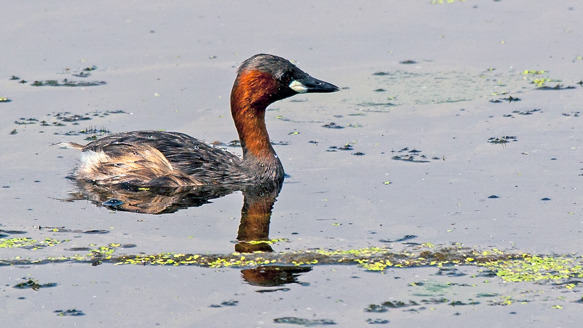Little Grebe [Tachybaptus ruficollis capensis]