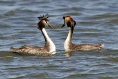 Great Crested Grebe [Podiceps cristatus infuscatus]