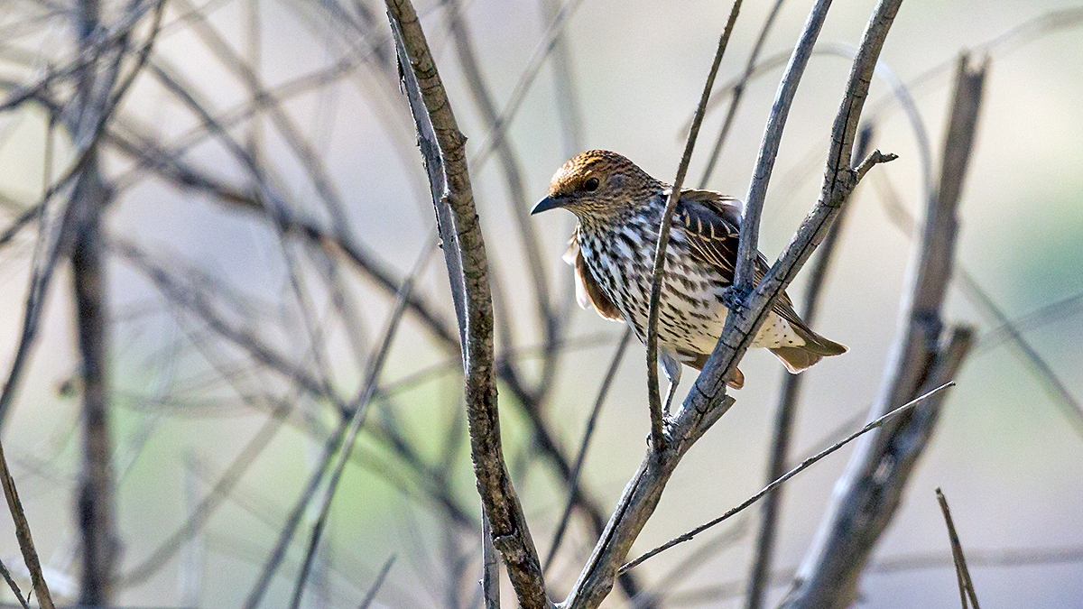 Violet-backed Starling [Cinnyricinclus leucogaster verreauxi]