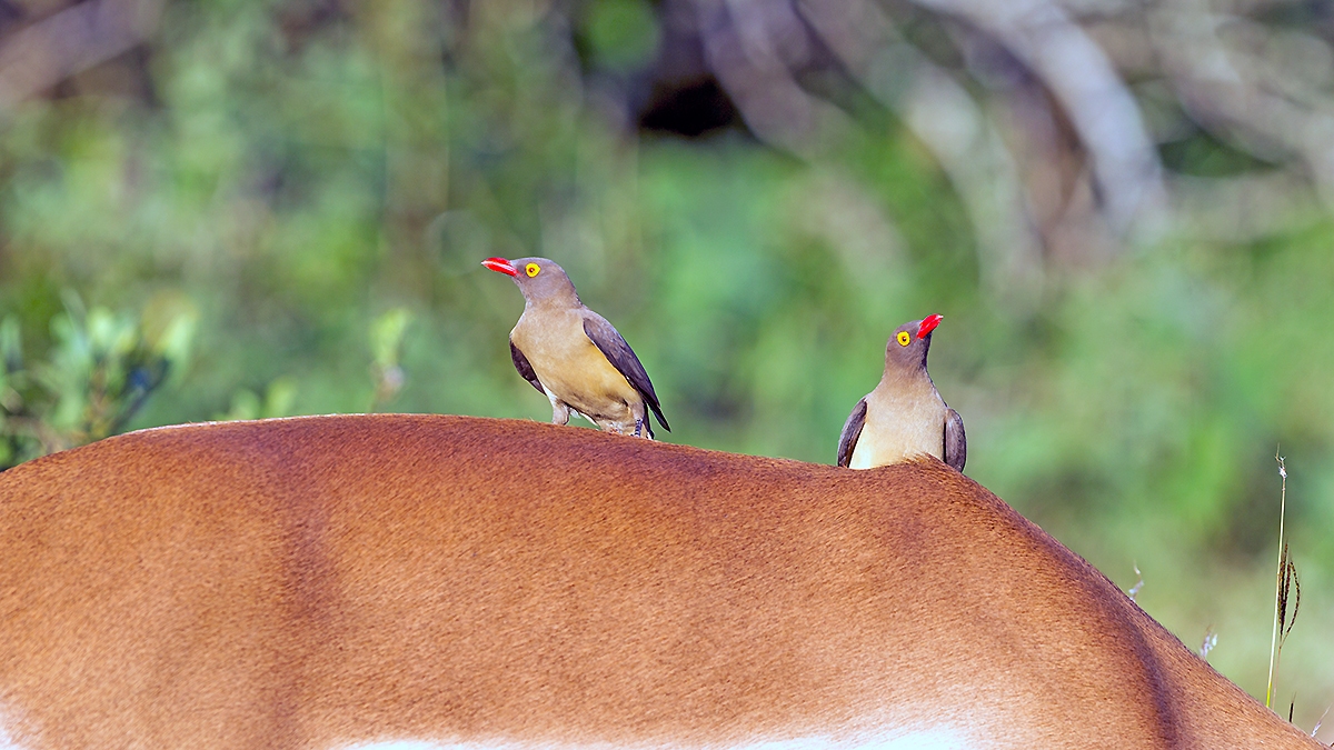 Red-billed Oxpecker [Buphagus erythrorynchus]