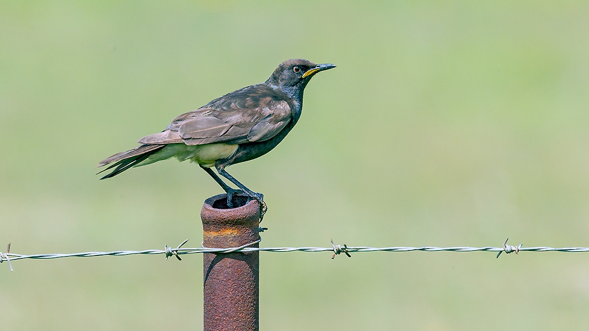 Pied Starling [Lamprotornis bicolor]
