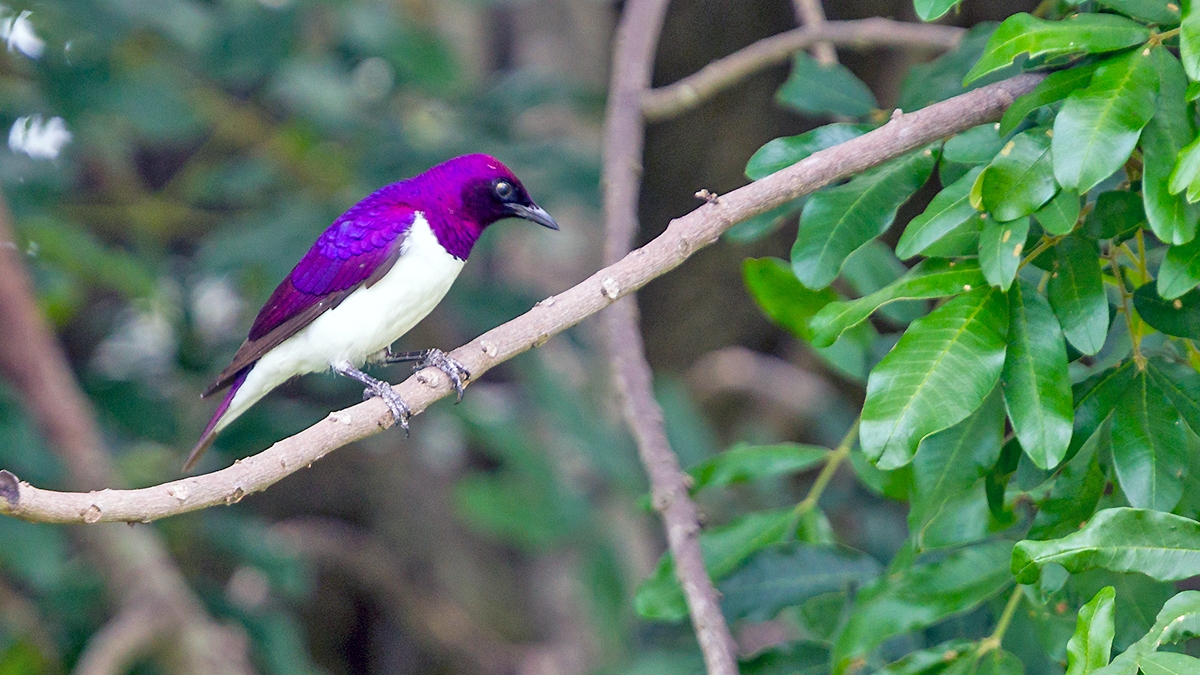 Violet-backed Starling [Cinnyricinclus leucogaster verreauxi]