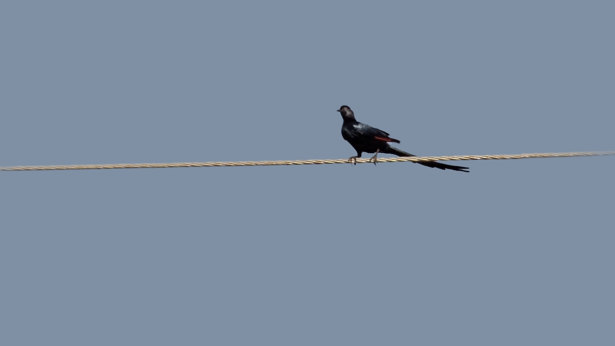 Bristle-crowned Starling [Onychognathus salvadorii]