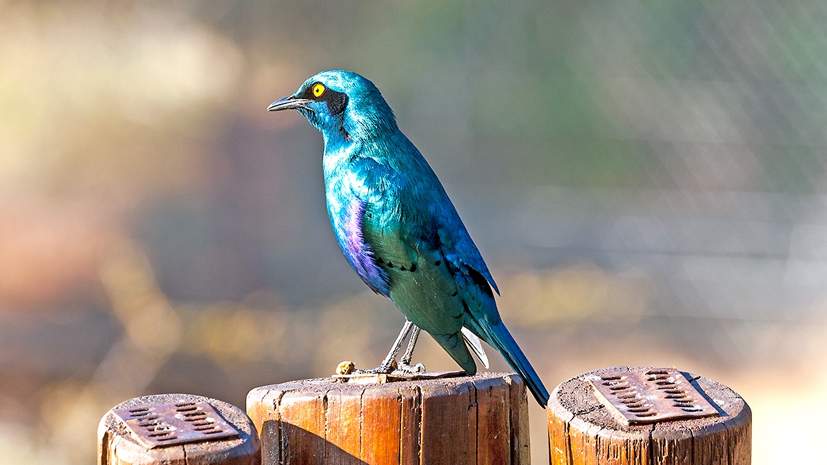 Greater Blue-eared Starling [Lamprotornis chalybaeus nordmanni]