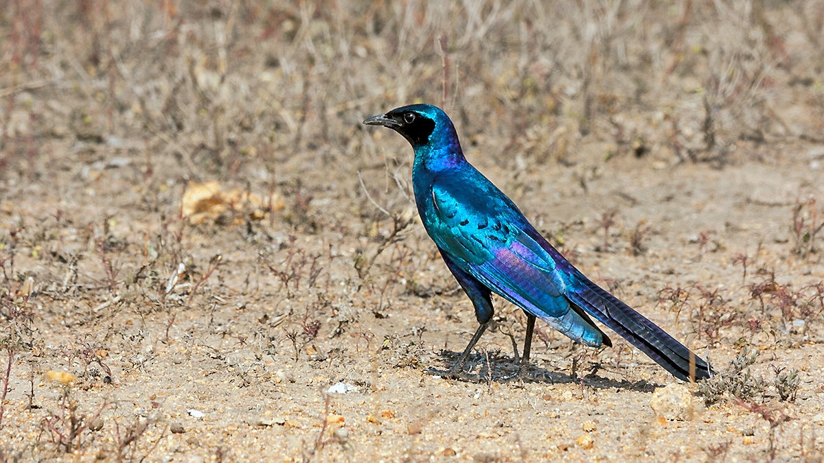 Burchell's Starling [Lamprotornis australis]