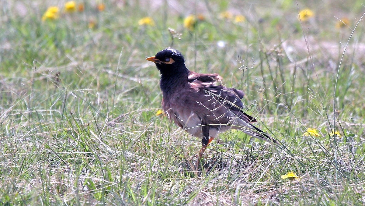 Common Myna [Acridotheres tristis tristis]