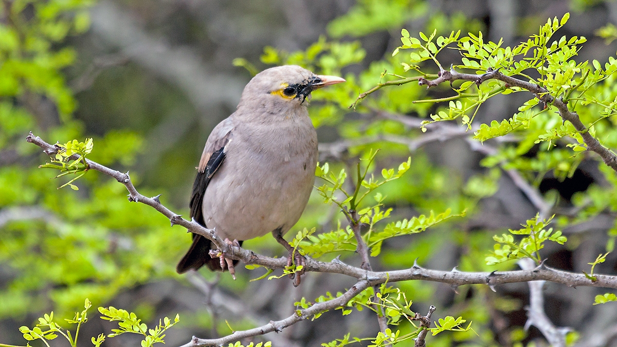 Wattled Starling [Creatophora cinerea]