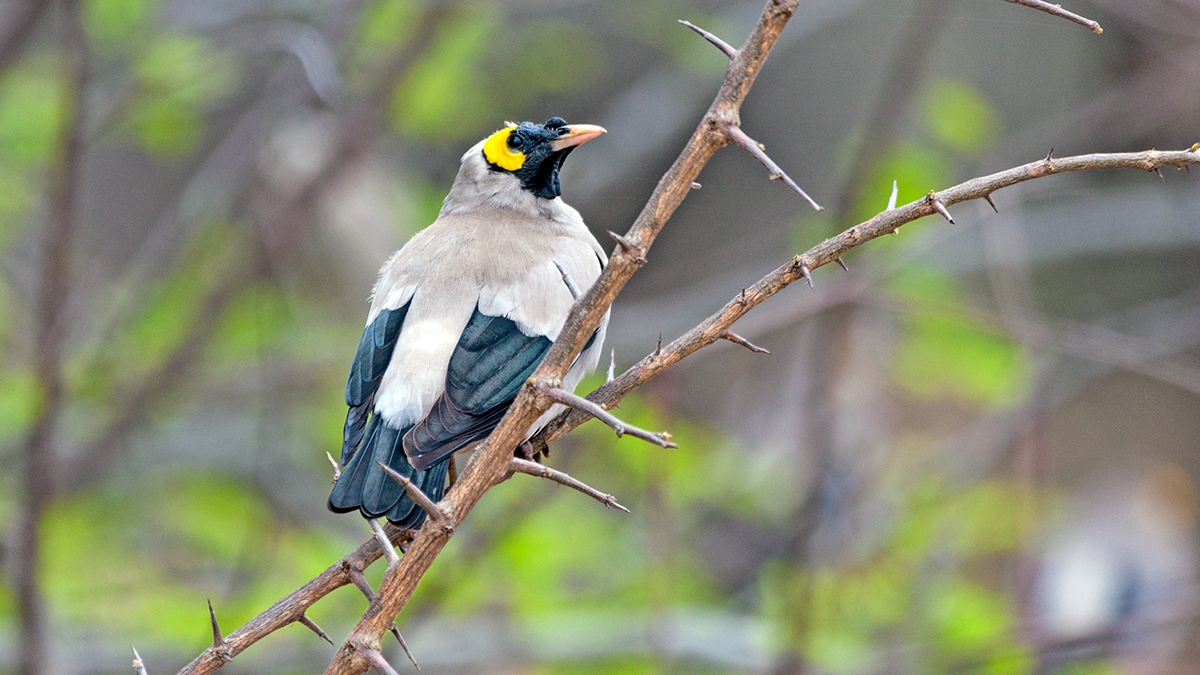 Wattled Starling [Creatophora cinerea]