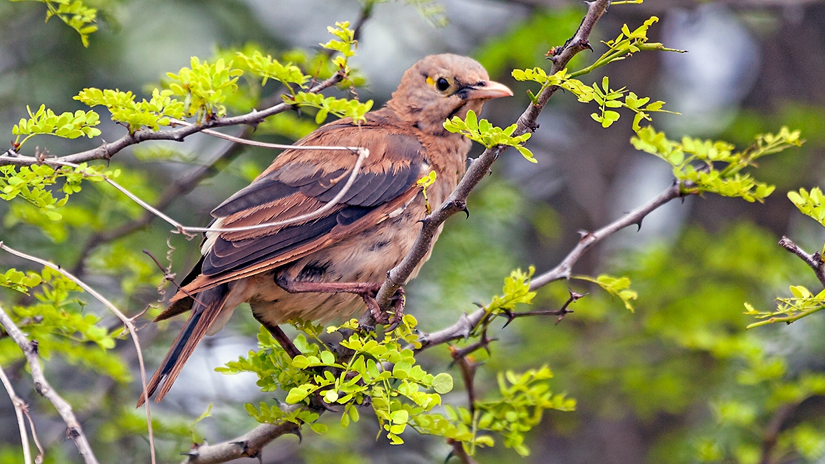 Wattled Starling [Creatophora cinerea]