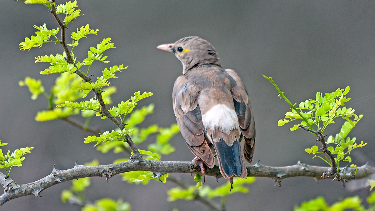 Wattled Starling [Creatophora cinerea]