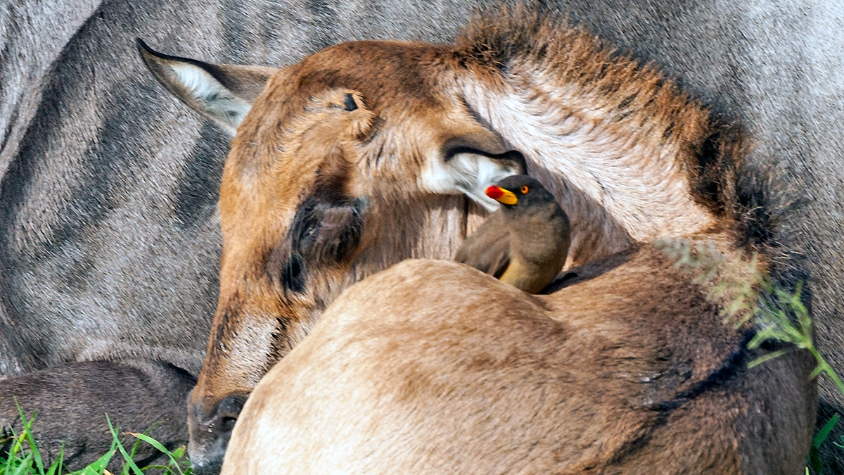Yellow-billed Oxpecker [Buphagus africanus africanus]