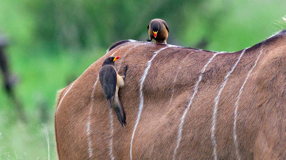 Yellow-billed Oxpecker [Buphagus africanus africanus]
