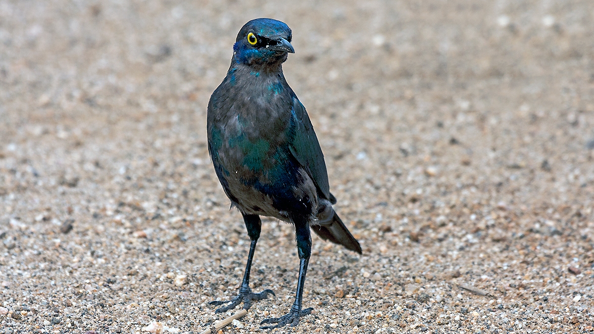 Greater Blue-eared Starling [Lamprotornis chalybaeus nordmanni]