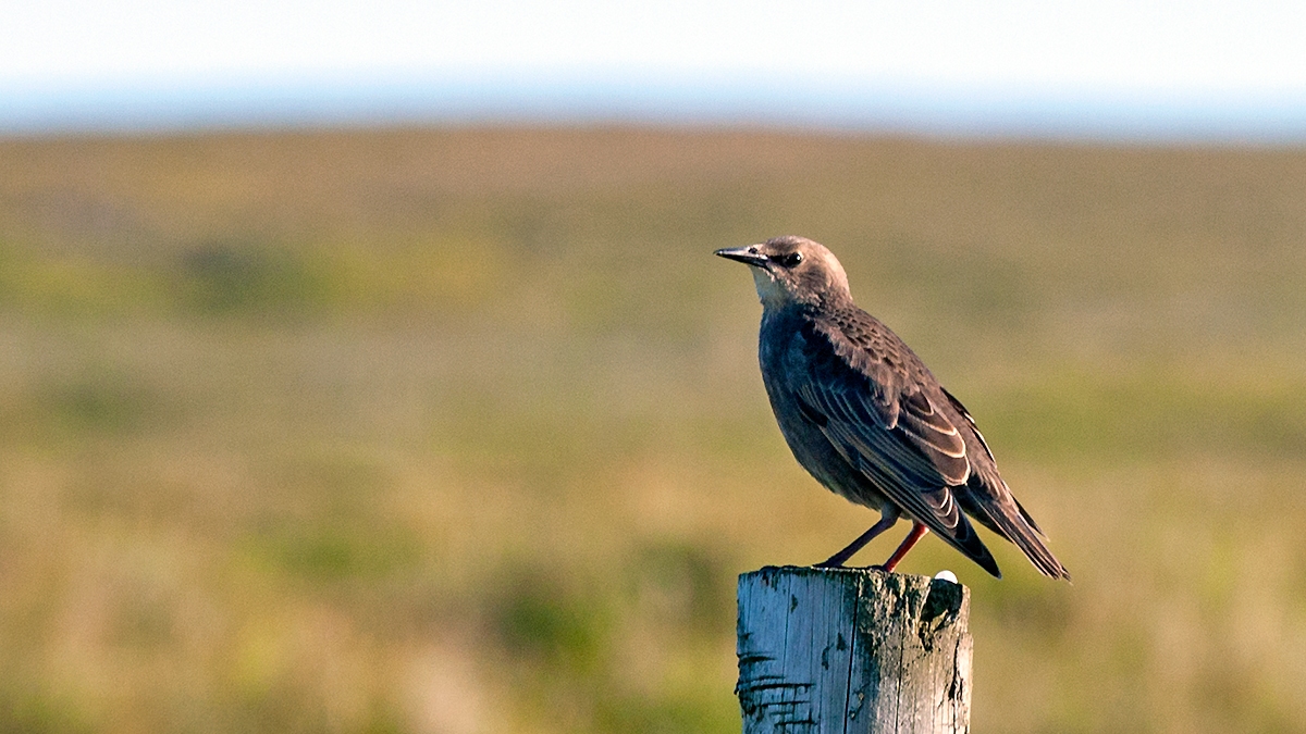 Common Starling [Sturnus vulgaris vulgaris]
