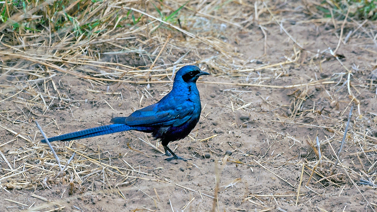 Meves's Starling [Lamprotornis mevesii mevesii]
