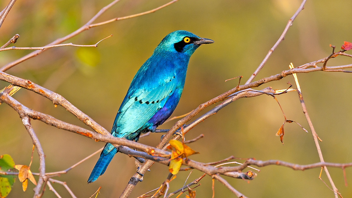 Greater Blue-eared Starling [Lamprotornis chalybaeus nordmanni]