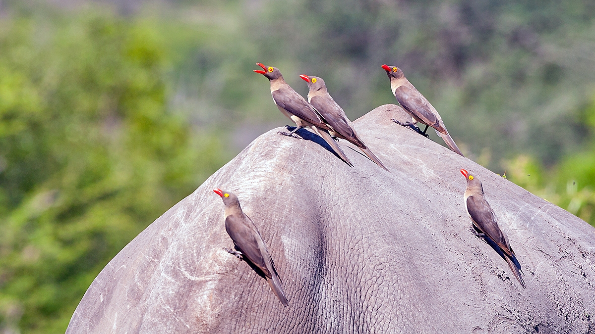 Red-billed Oxpecker [Buphagus erythrorynchus]