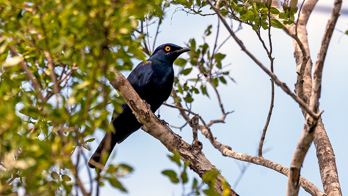 Black-bellied Starling [Notopholia corusca corusca]