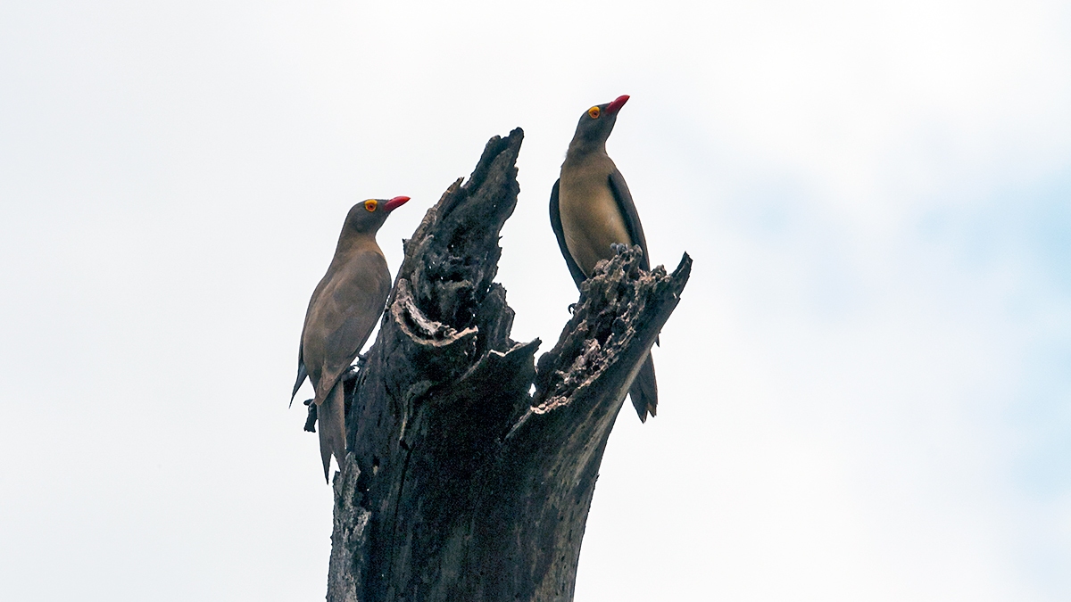 Red-billed Oxpecker [Buphagus erythrorynchus]